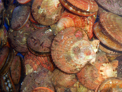 Купить живой морской гребешок в Мурманске | Дары 7 Морей